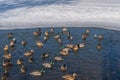 A large flock of mallard ducks Anas platyrhynchos feeding in the open water of a city park on a frosty winter day Royalty Free Stock Photo