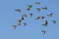 Large Flock of Mallard Ducks Flying in a Blue Sky