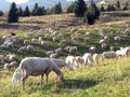 Large flock with many sheep grazing in the mountain