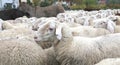 large flock of many sheep with long ears and thick wool fur graz