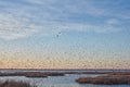 Large flock of migrating blackbirds at sunset Royalty Free Stock Photo