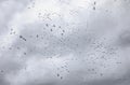 Large flock of migrating snow geese heading north in autumn in Canada Royalty Free Stock Photo