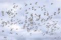 Large flock of migrating snow geese heading north in autumn in Canada Royalty Free Stock Photo