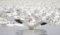 A large flock of migrating snow geese swimming in a local pond in autumn in Canada Royalty Free Stock Photo