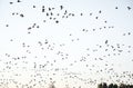 Large flock of migratory birds in Estonia