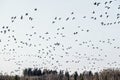 Large flock of migratory birds in Estonia Royalty Free Stock Photo