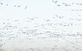 Large flock of migratory birds in Estonia Royalty Free Stock Photo