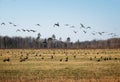 Large flock of migratory birds over a field in Estonia Royalty Free Stock Photo