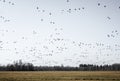 Large flock of migratory birds over a field in Estonia Royalty Free Stock Photo