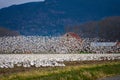 Large flock of migratory snow geese in a farmerÃ¢â¬â¢s field with a rustic red barn in the background Royalty Free Stock Photo