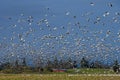 Large flock of migratory snow geese flying above a farmerÃ¢â¬â¢s field with a rustic red barn in the background Royalty Free Stock Photo