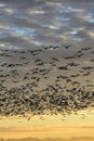 Large flock of migratory snow geese silhouetted by the setting sun, sky filled with clouds on a winter day