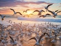 Large flock of Pelicans & sea birds on beautiful beaches of Gold Coast Australia