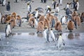 Large flock of penguins waddling along a beach in their natural habitat Royalty Free Stock Photo