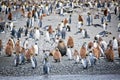 Large flock of penguins waddling along a beach in their natural habitat Royalty Free Stock Photo