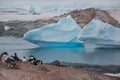 Large flock of penguins waddling along a beach in their natural habitat Royalty Free Stock Photo