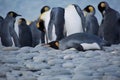 Large flock of penguins waddling along a beach in their natural habitat Royalty Free Stock Photo