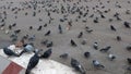 Large flock of pigeons in city squares