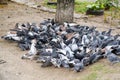 The large flock of pigeons Royalty Free Stock Photo