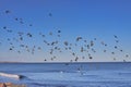 A large flock of pigeons flying over the sea Royalty Free Stock Photo