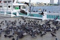 Large flock of pigeons standing on the floor