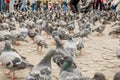large flock of pigeons in town square Royalty Free Stock Photo