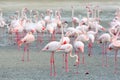 A Large Flock Of Pink Flamingo Feeding On The Shore