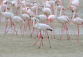 A large flock of pink flamingos feeding on the shore in UAE Royalty Free Stock Photo