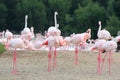 A large flock of pink flamingos feeding on the shore Royalty Free Stock Photo