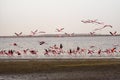 Large flock of pink flamingos in flight at Walvis Bay, Namibia Royalty Free Stock Photo