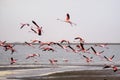 Large flock of pink flamingos in flight at Walvis Bay, Namibia Royalty Free Stock Photo