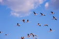 Large flock of pink flamingos in free flight Royalty Free Stock Photo