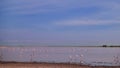 A large flock of pink flamingos has gathered at the lake Royalty Free Stock Photo