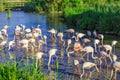 Large flock of pink flamingos. Picturesque exotic birds roost at sunset. Evening light in the National Park of the Camargue, Royalty Free Stock Photo