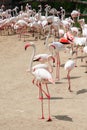 Large flock of pink flamingos rest on the sand. Royalty Free Stock Photo