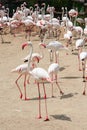 Large flock of pink flamingos rest on the sand. Royalty Free Stock Photo