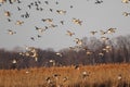 Large Flock of Pintails in Flight