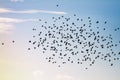 Large flock of red winged blackbirds