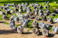 Large flock of resting feral pigeons