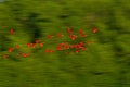 Large flock of Scarlet Ibis Eudocimus ruber returning to resting sleeping trees in evening. Long exposure photo, blured effect