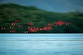 Large flock of Scarlet Ibis Eudocimus ruber returning to resting sleeping trees in evening. Long exposure photo, blured effect