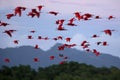 Large flock of Scarlet Ibis Eudocimus ruber returning to resting sleeping trees in evening. mountains in background, Trinidad