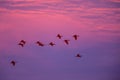 Large flock of Scarlet Ibis Eudocimus ruber returning to resting sleeping trees in evening. pink and blue sky in background