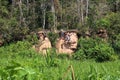 A large flock of Scarlet Macaw and Blue and Gold Macaws sitting on a clay lick and in the trees in a tropical rainforest Royalty Free Stock Photo