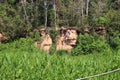 A large flock of Scarlet Macaw and Blue and Gold Macaws sitting on a clay lick and in the trees in a tropical rainforest Royalty Free Stock Photo