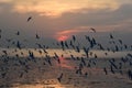 Large flock of sea birds flying. The bird of freedom and beautiful abstract color sunset. Nature color Royalty Free Stock Photo