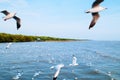 Flock of Seagull birds flying over peaceful sea at Bang Pu, Samut Prakarn near Bangkok - Thailand Royalty Free Stock Photo