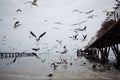 Large flock of seagulls circles over ocean coast near pier, Valparaiso, Chile. Royalty Free Stock Photo