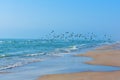 A large flock of seagulls flying from beach into blue waters of sea Royalty Free Stock Photo