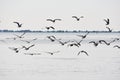 A large flock of seagulls flying from beach into waters of sea Royalty Free Stock Photo